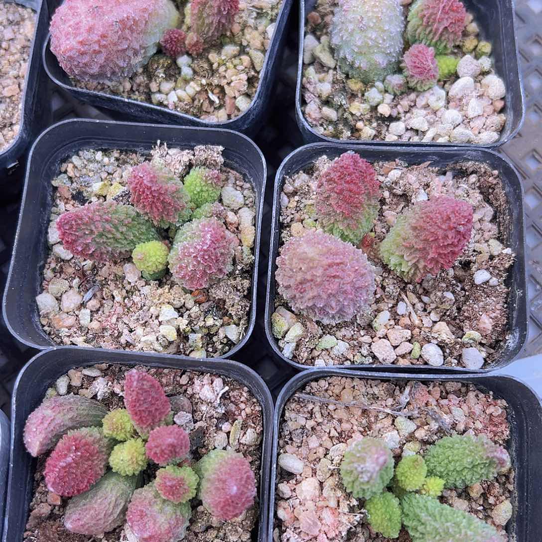 朱子玉19包邮多肉