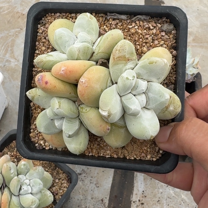 拇指仙女杯 3头  一物一拍