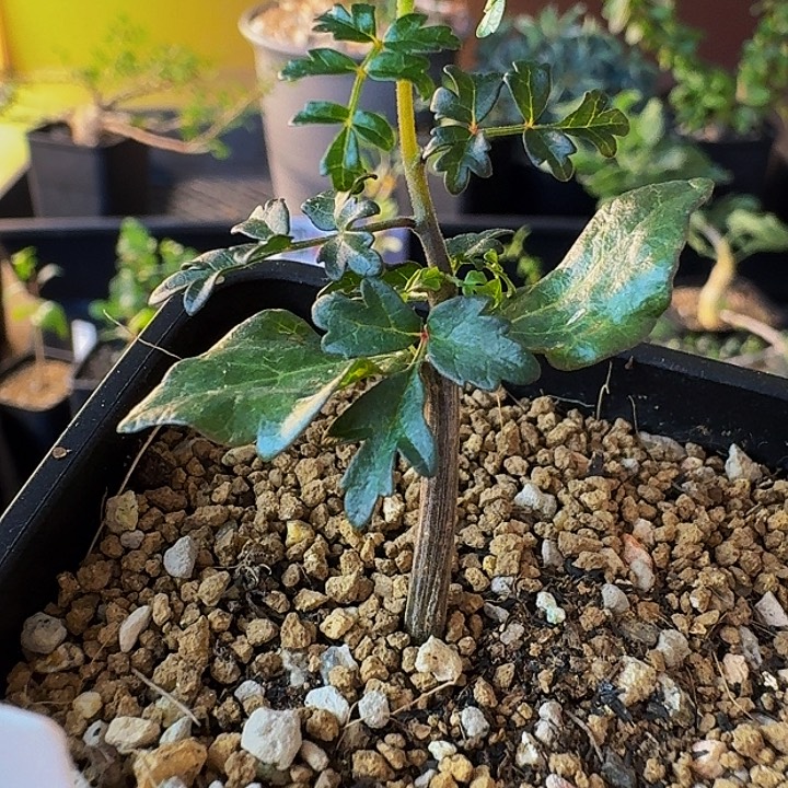 实生索小叶没药带盆土顺丰空运包邮