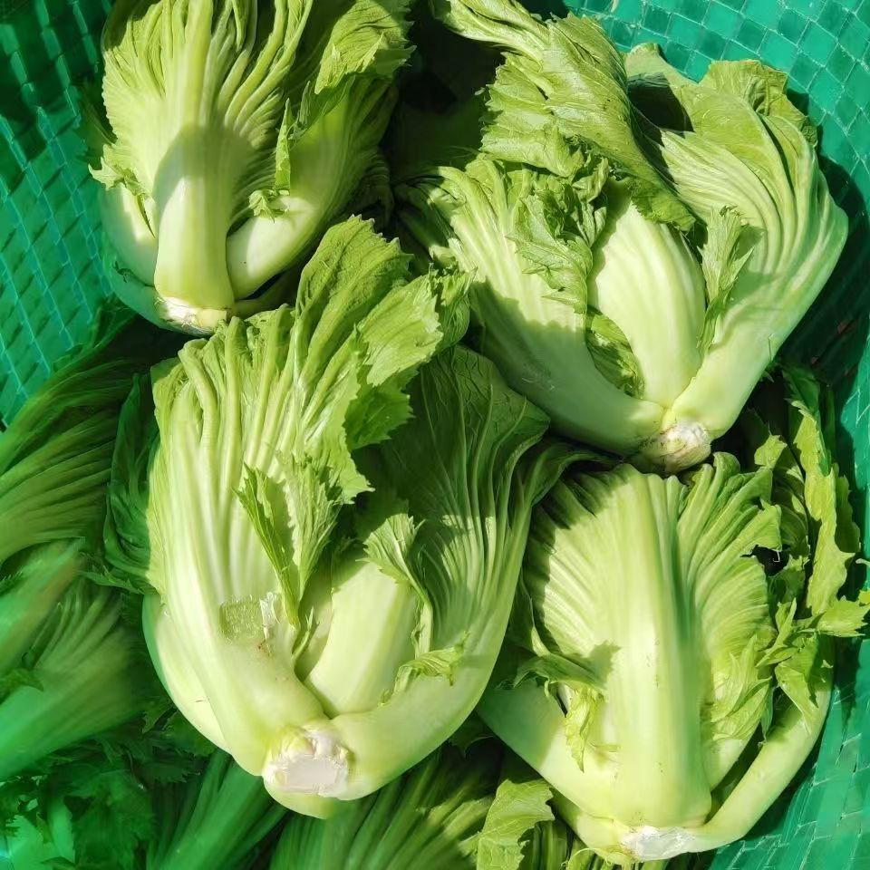 产地直销包心芥菜新鲜盖菜广西农家种植大叶青菜泡酸菜现挖包邮
