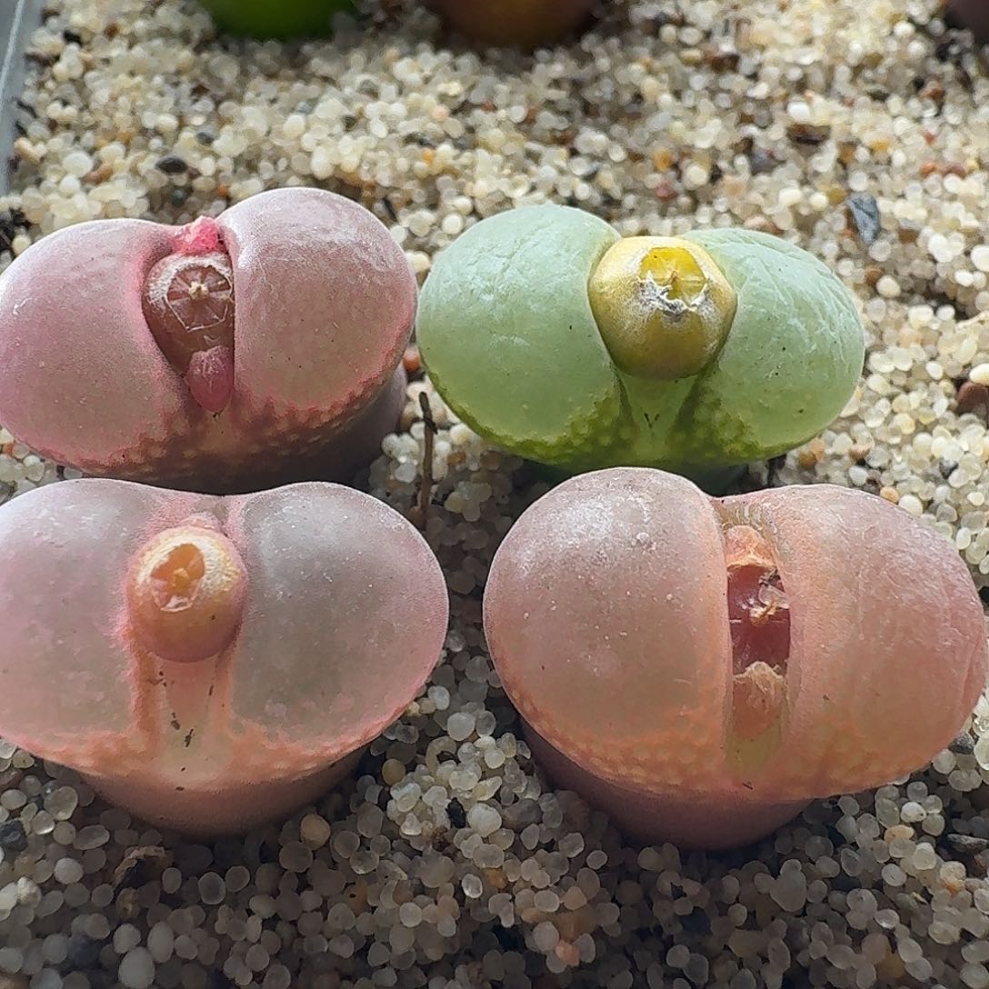 2334风铃玉4颗1.7厘米