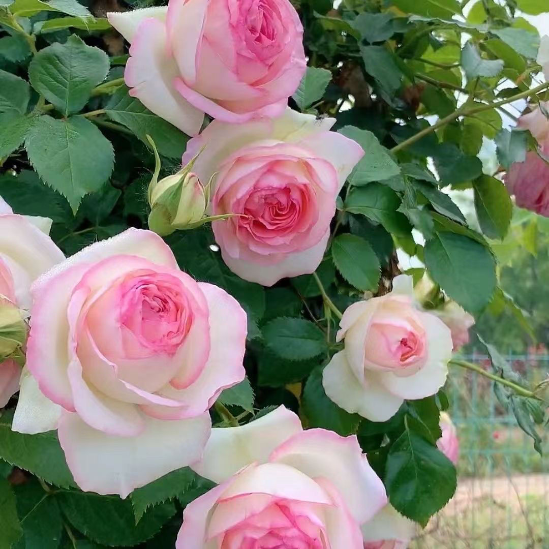 粉色龙沙宝石 蔷薇花大苗爬藤藤本月季大苗庭院爬墙植物玫瑰盆栽