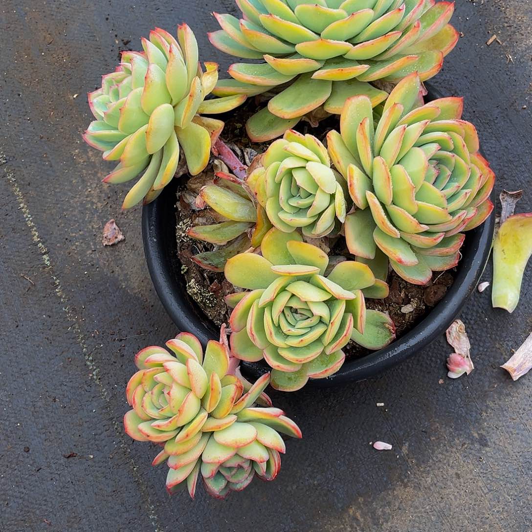 胡****肉晨露多肉植物飘