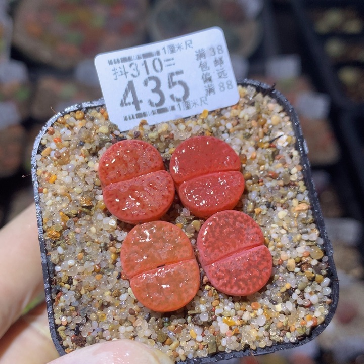 精品生石花310.435