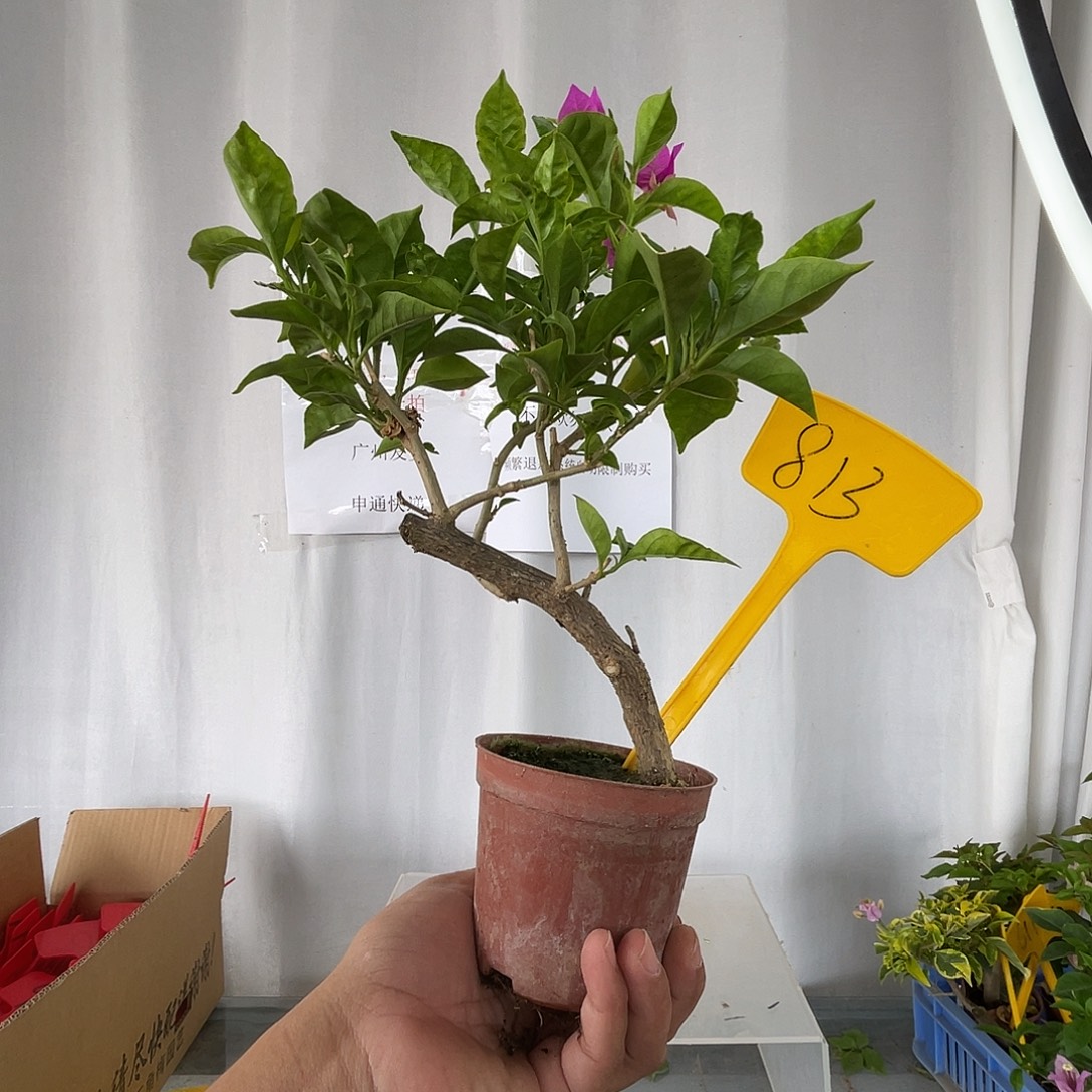当前无花栽培后可以开花813掌中宝安格斯