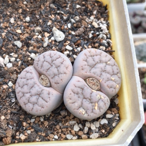 生石花 5.5Cm 荒曲