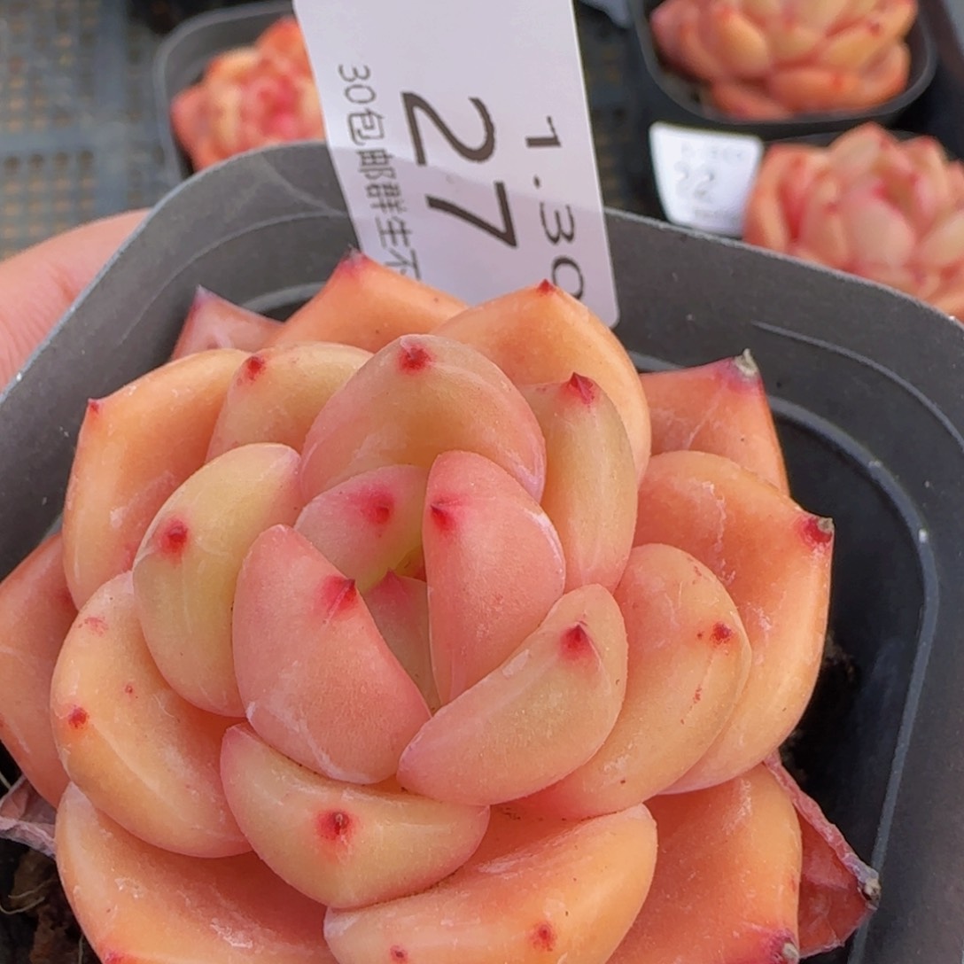 Q橙单头一颗脱土发货