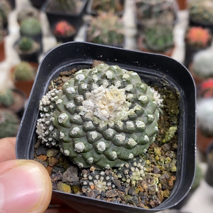 墨碟特价福利特价3