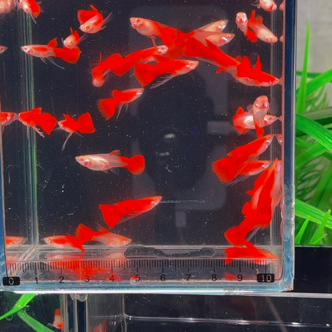 知***秋孔雀鱼血红公缎带5条，母普通5条，10条