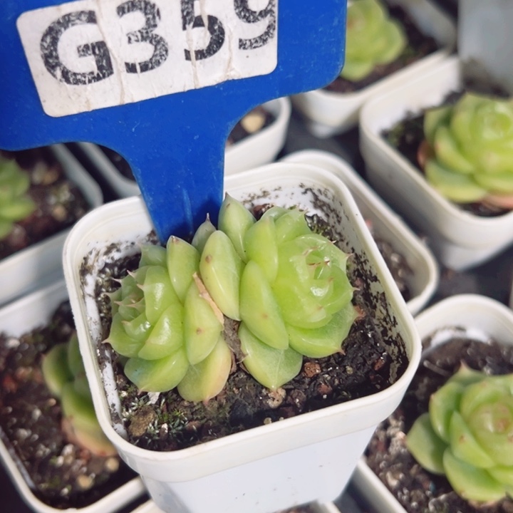 ༼***风流心扶摇双头4cm多肉植物