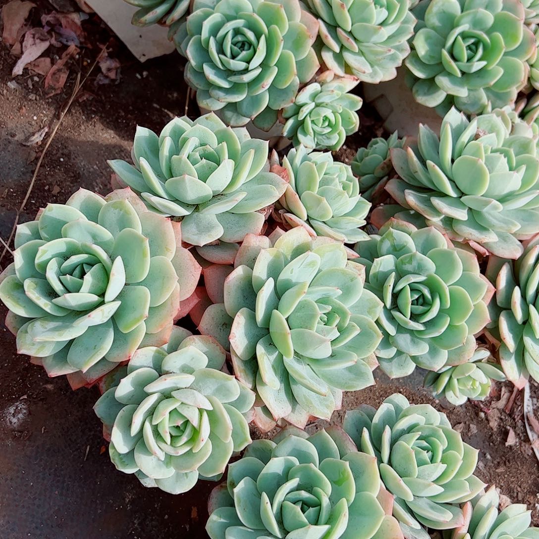 果冻恋曲多头群生精品特价