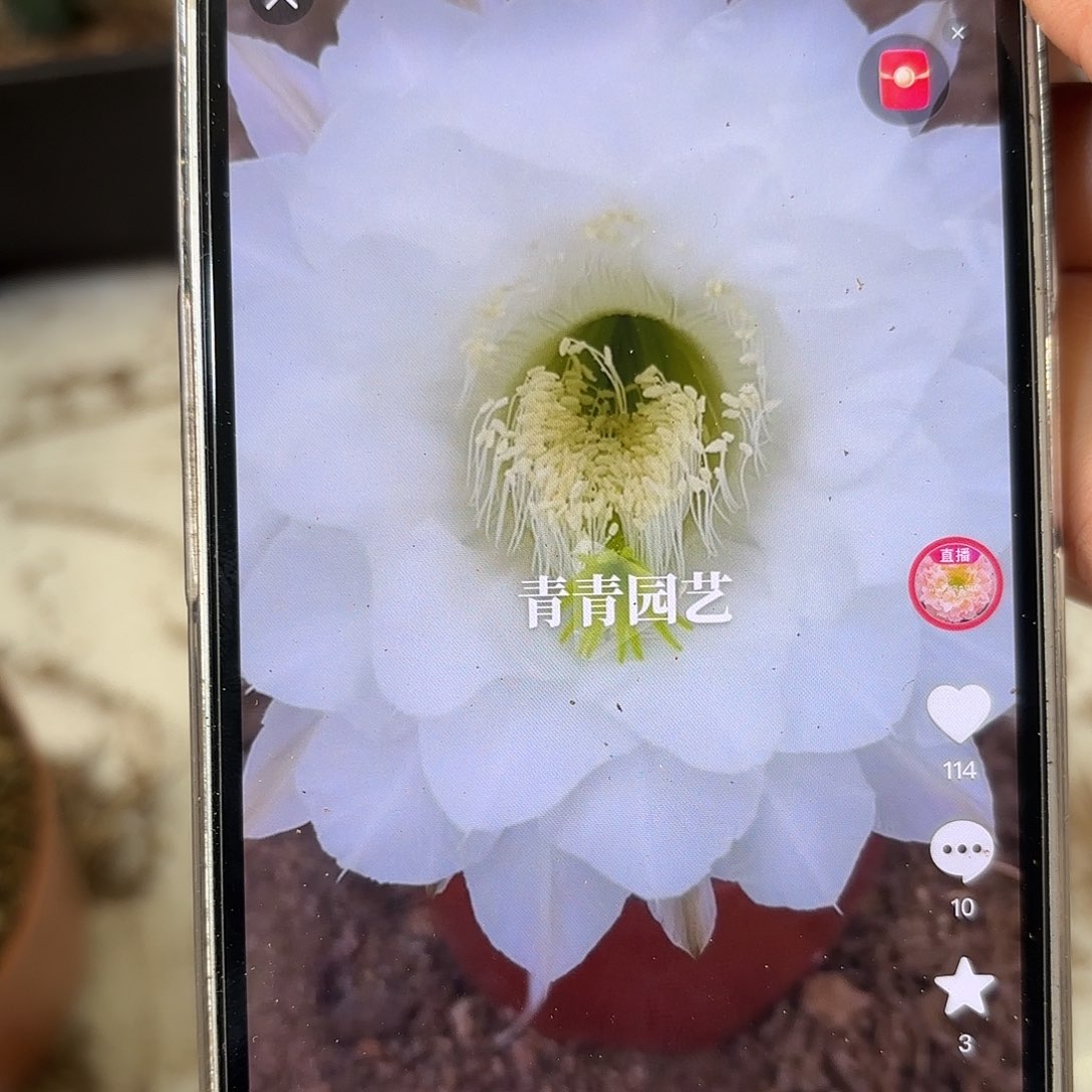 彩草白花7公分左右