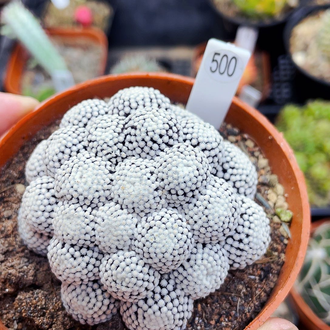 落地非偏远地区满25包邮仙人球