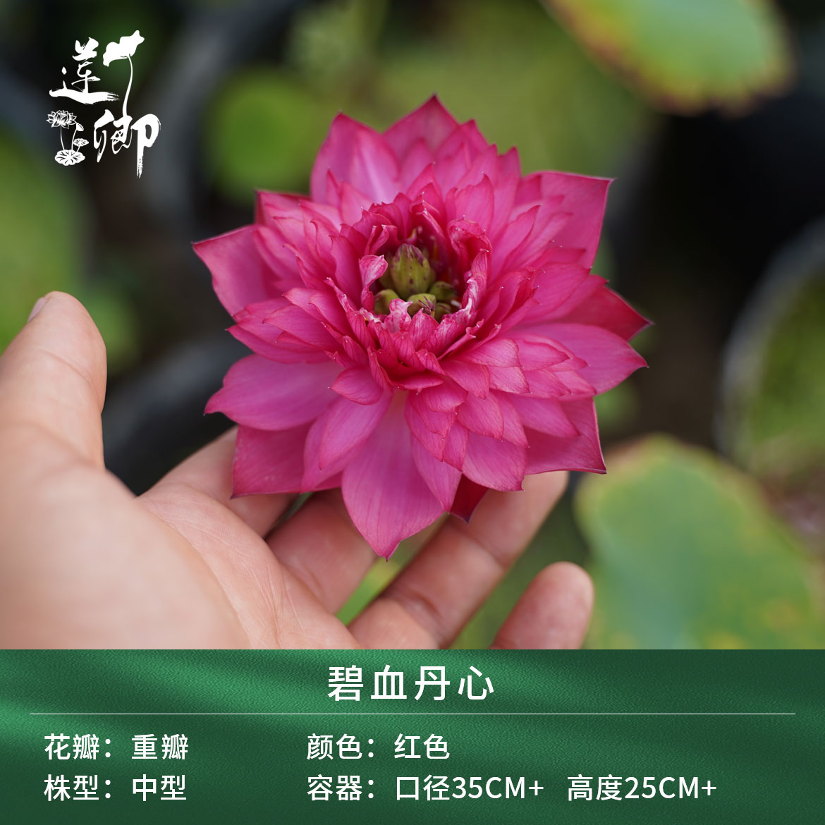 【碧血丹心】（莲卿）中型红色重瓣荷花阳台盆栽露台种藕根茎苗