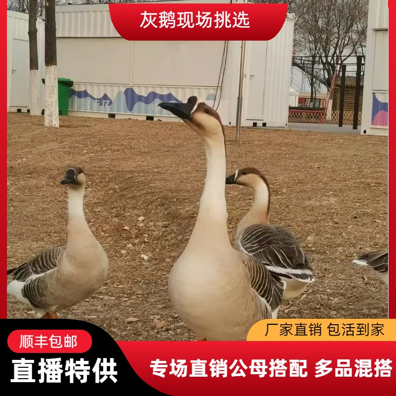 【灰鹅苗】灰鹅苗现场挑选大种灰鹅包邮包活宠物鸭