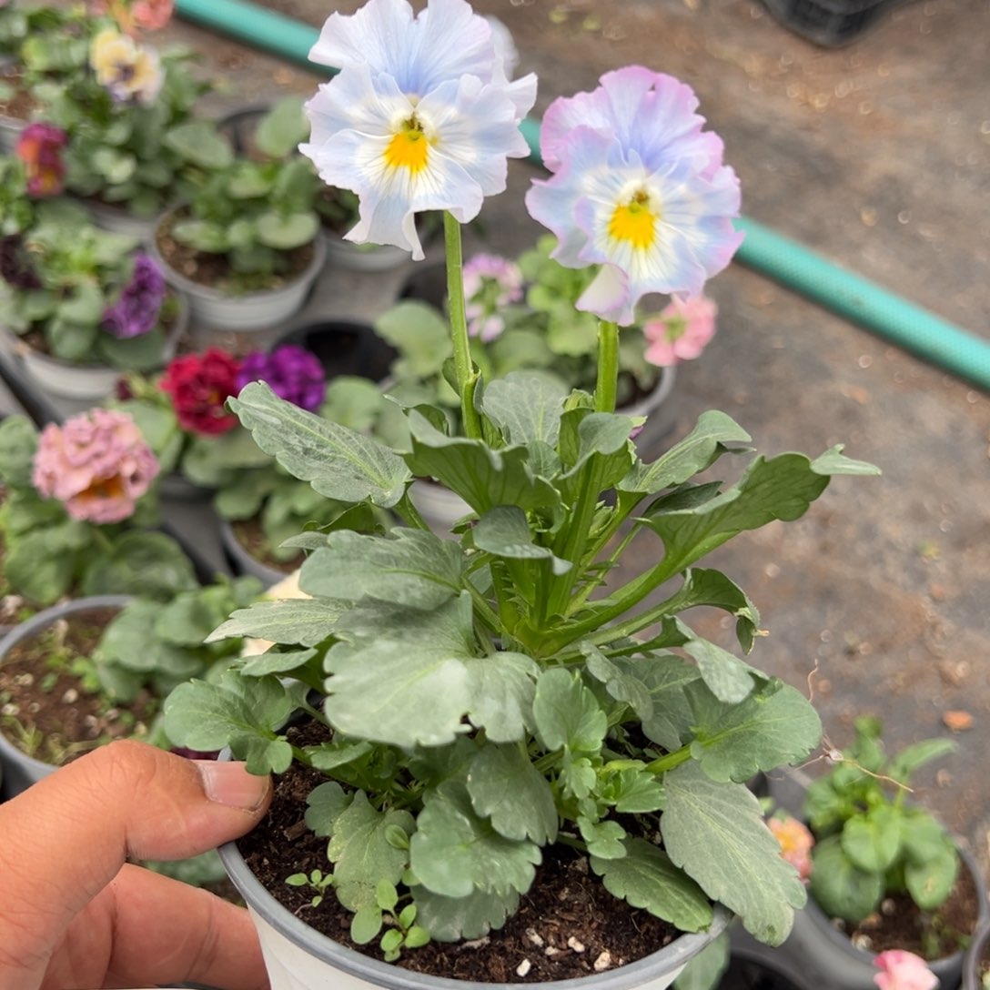 【闪购商品】完全开放115号