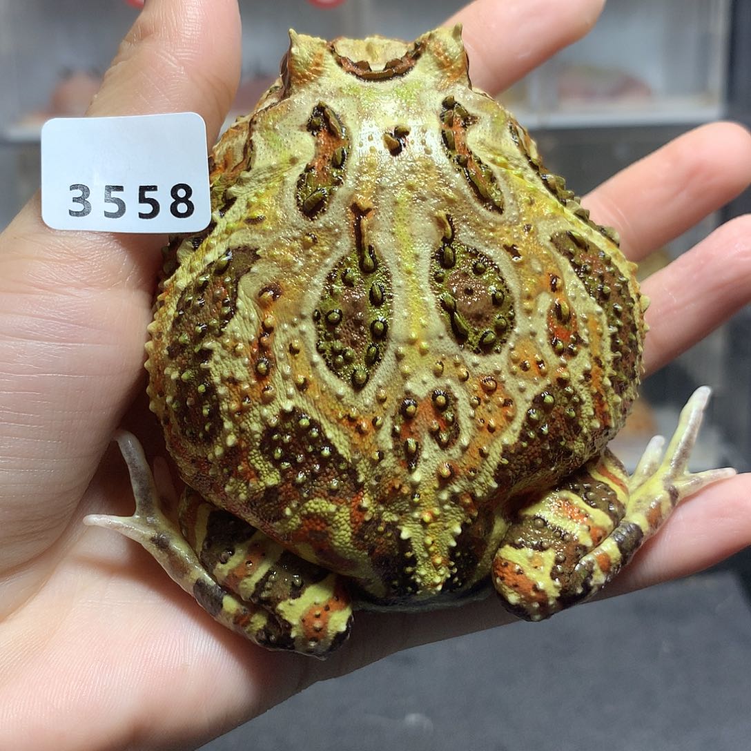 阿***说角蛙3558大原色原色