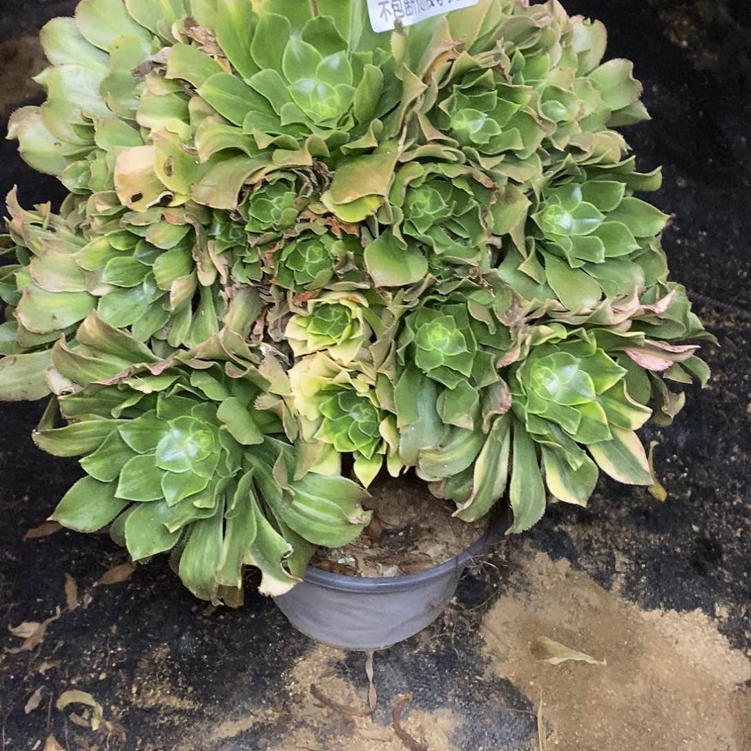 788五彩琉璃翡翠琉璃多肉