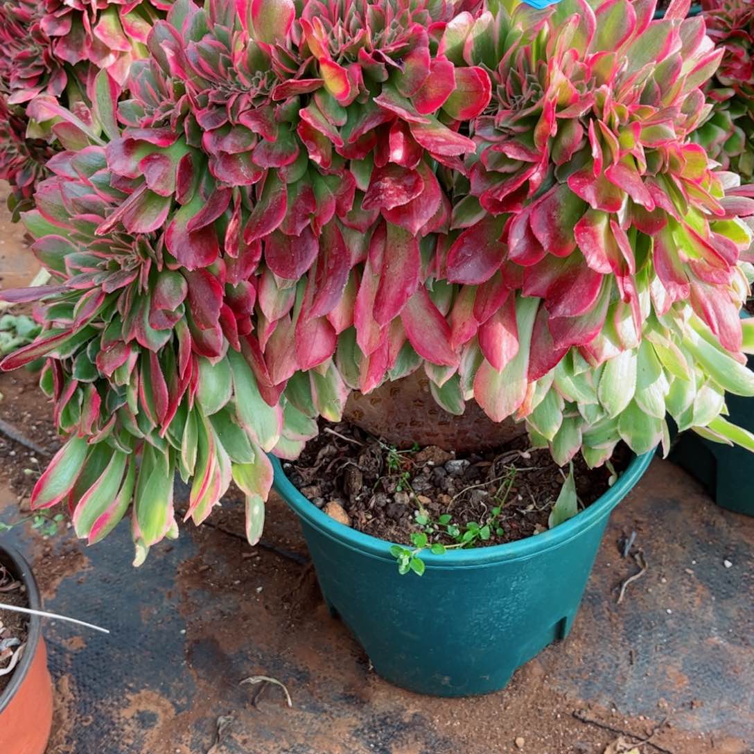 多肉植物331女郎