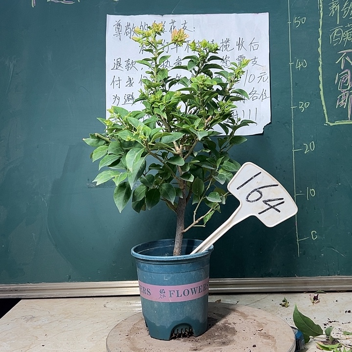 完全开放卡亚塔 164