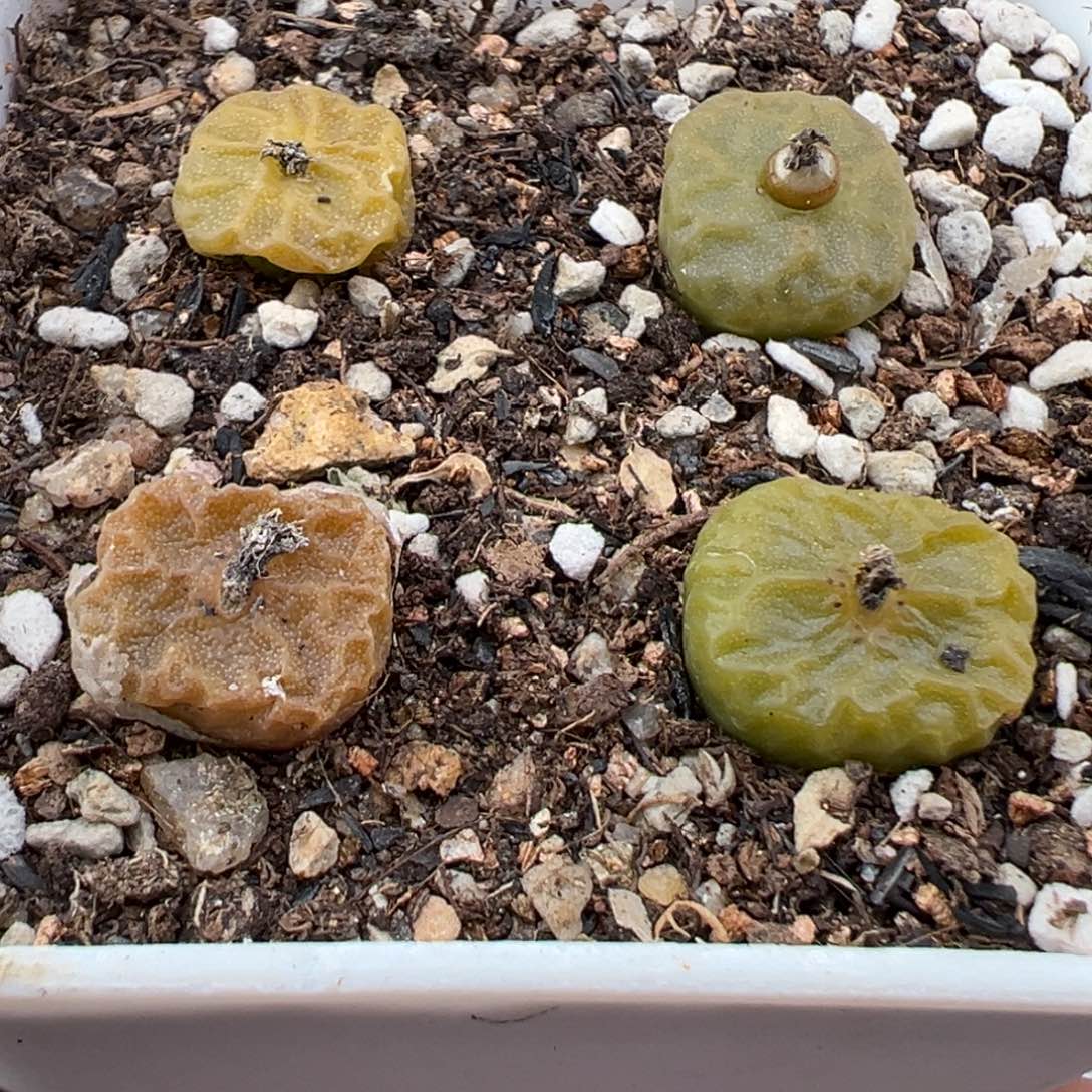 1.20好看的多肉925