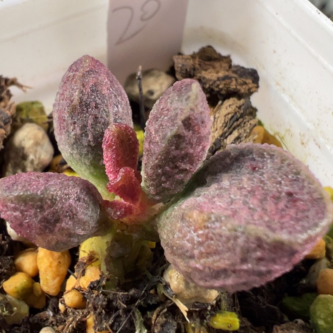 w紫色系冰晶纹款实生新品