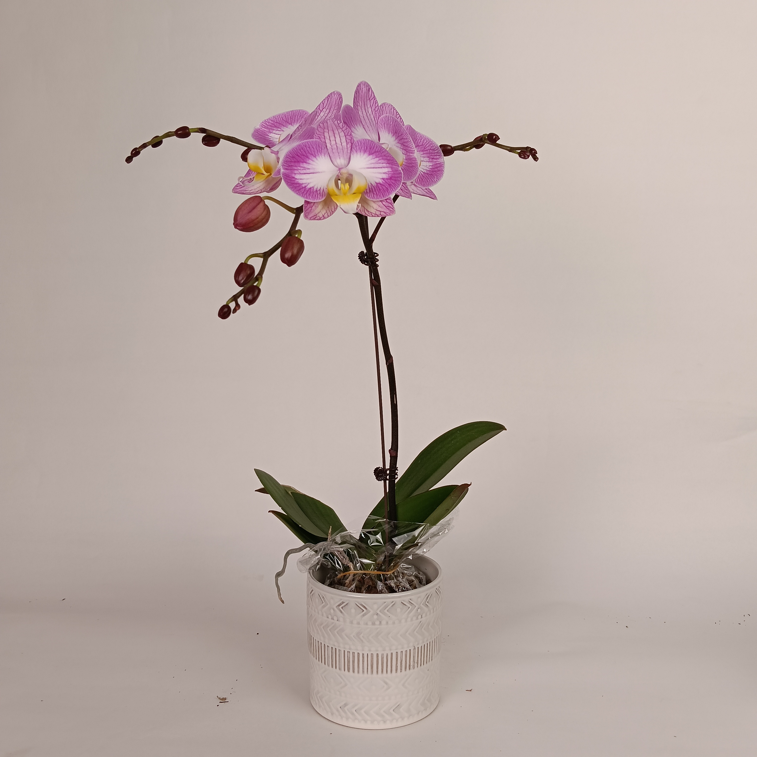 【花之漫】（斯普利特）3.5寸杯单剑蝴蝶兰盆栽