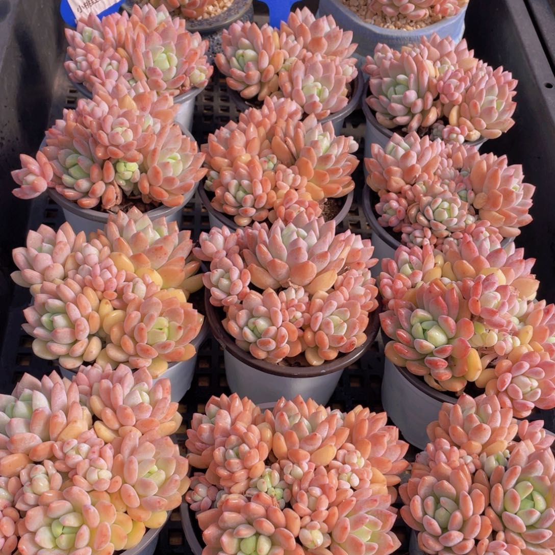 量拍127号 小桃红大群生一个