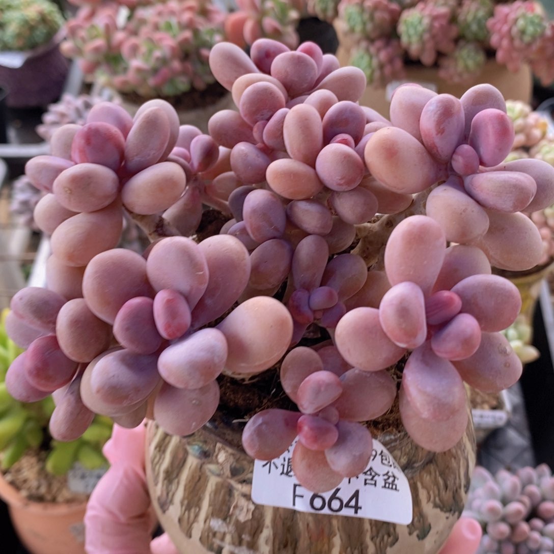 糖果桃蛋老桩13cm664多肉植物