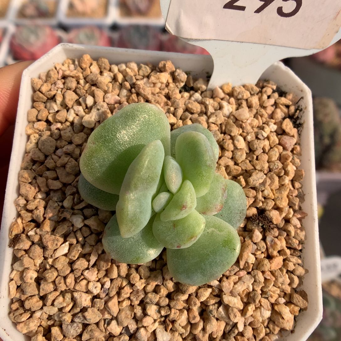 295冰玉石化绿珍妮