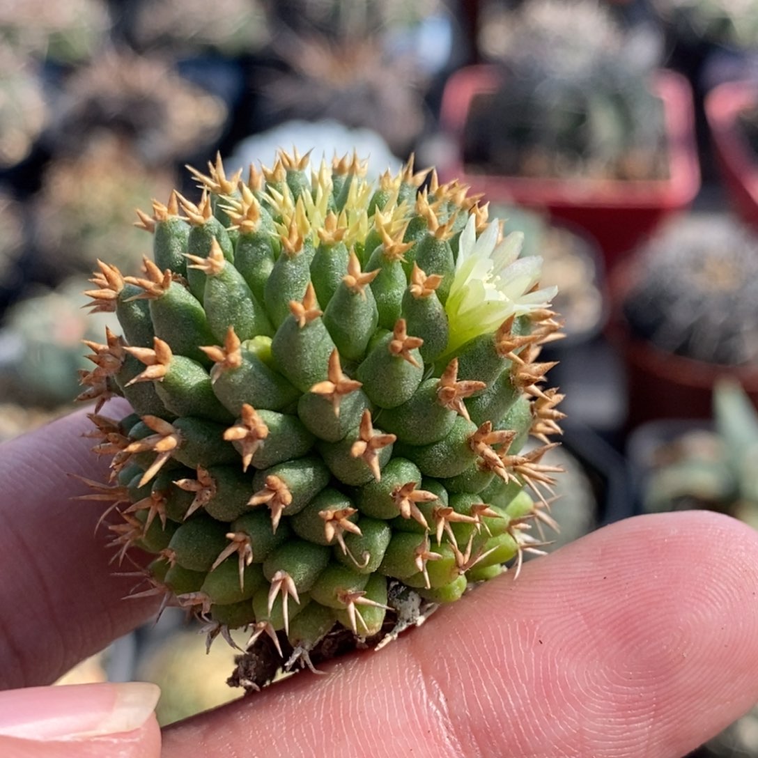 植播园艺短豪刺琴丝丸