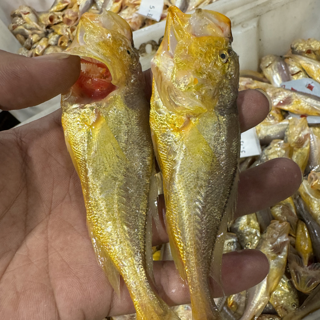 《3斤梅童鱼》东海野生海捕细眼梅童鱼  海鲜水产    全国顺丰包邮