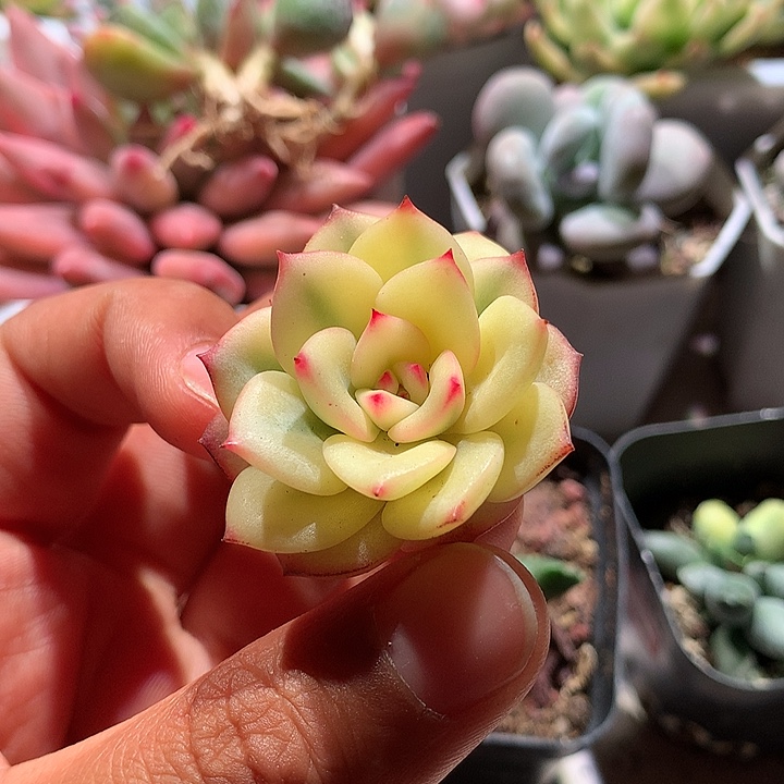 三文鱼侧芽宽锦有全锦叶