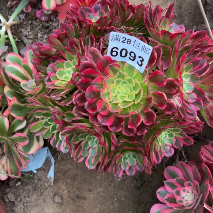 6093朝霞多肉植物