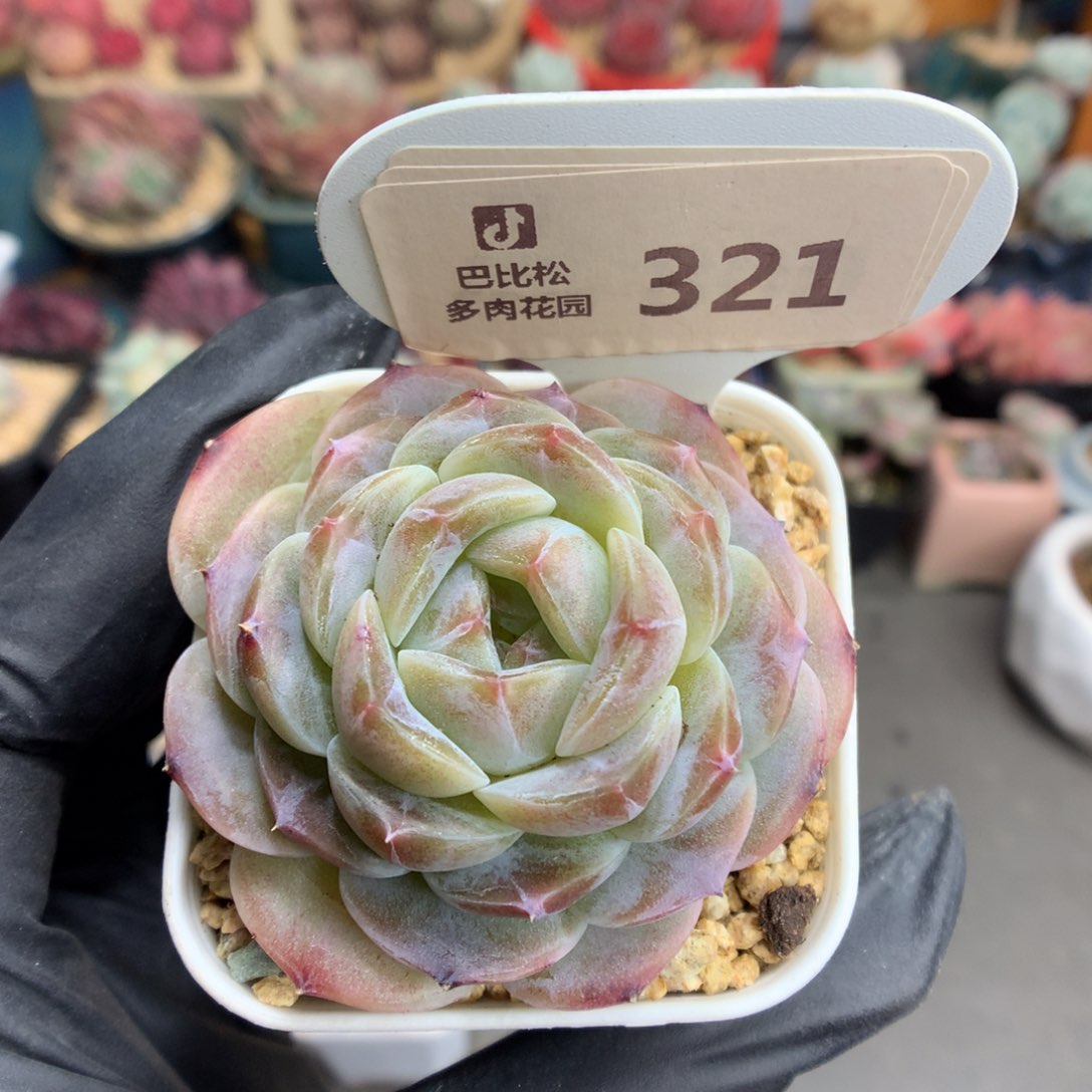 321 优选冰魄多肉