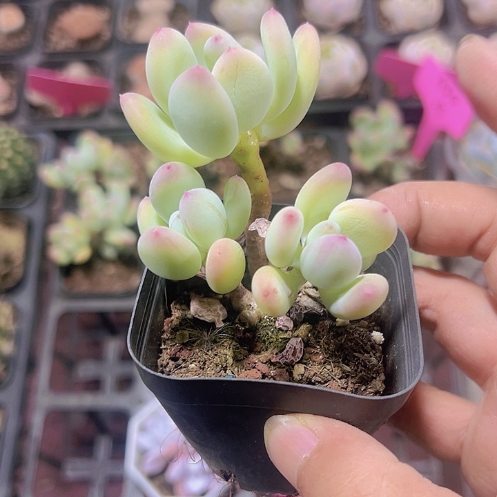 苹果奶精品多肉植物