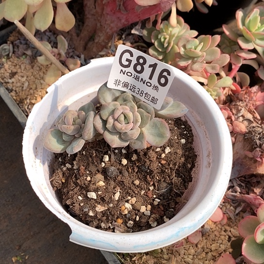 芒果冰816 全场处理默认微瑕7-8天发货