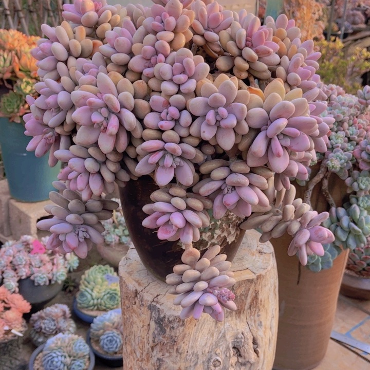 雪**7duo rou lao zhuang多肉老桩