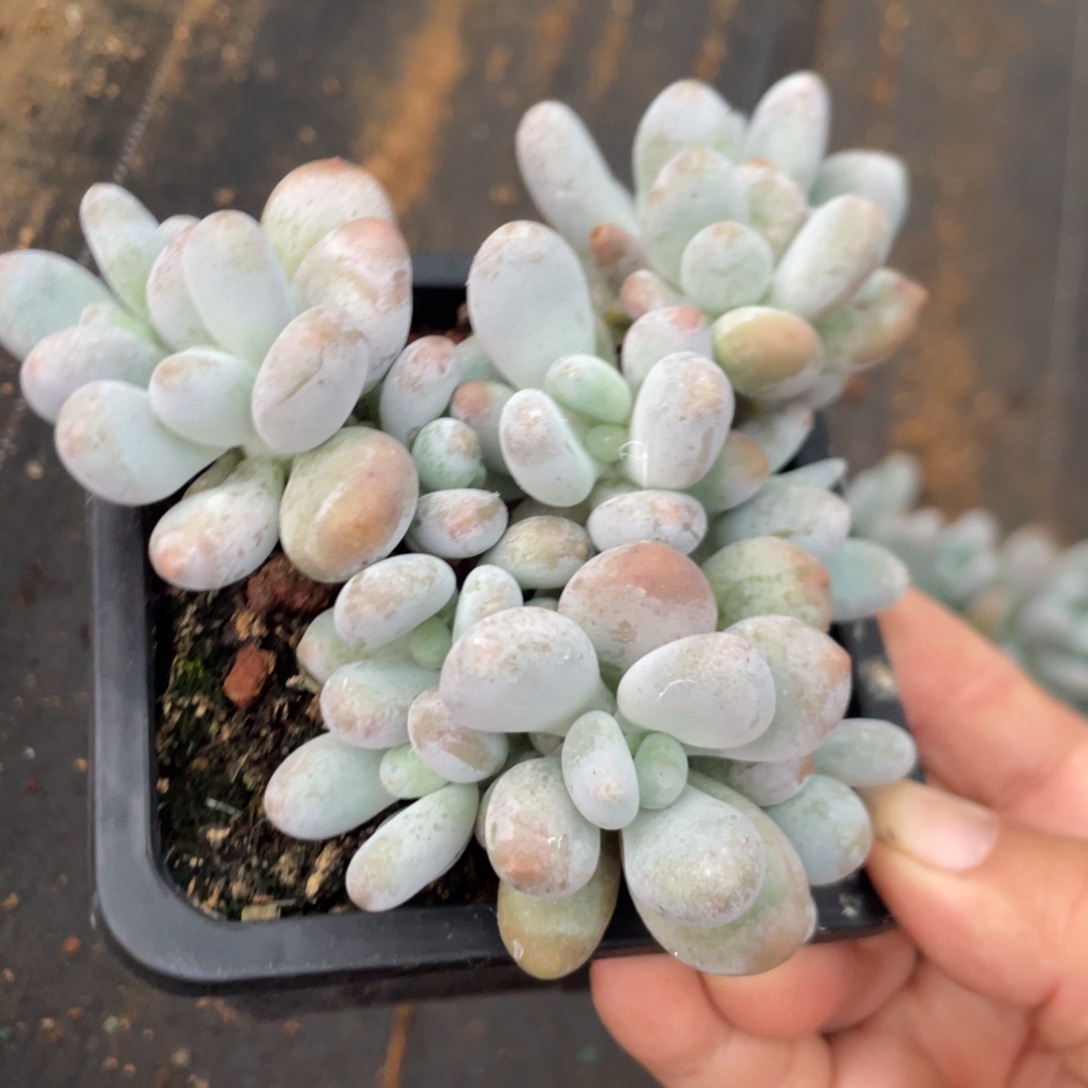 橙雪球12头无砍无摘