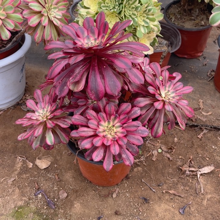 472美断枝法师多肉断枝不售后