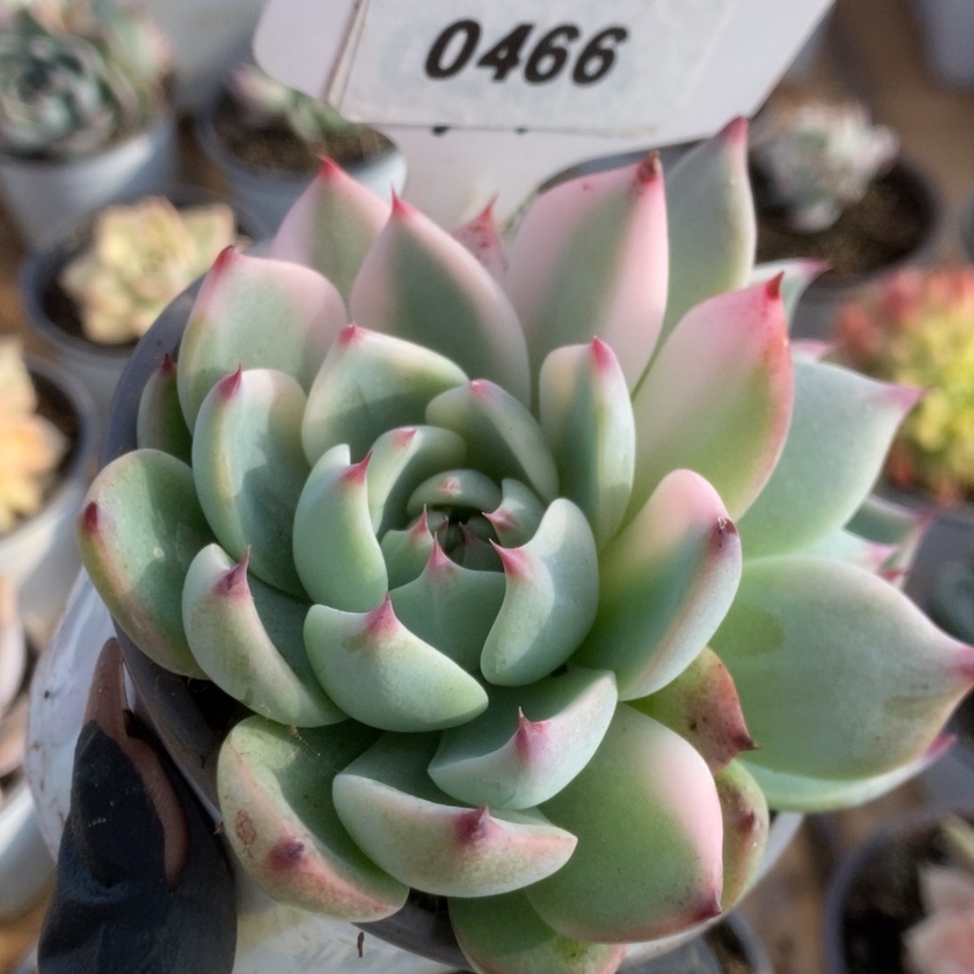 366吉娃娃锦锦锦锦锦