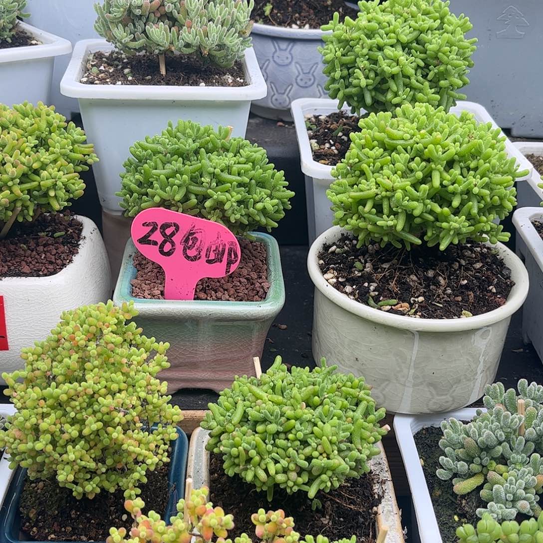 四***草土枝干番杏优选枝干