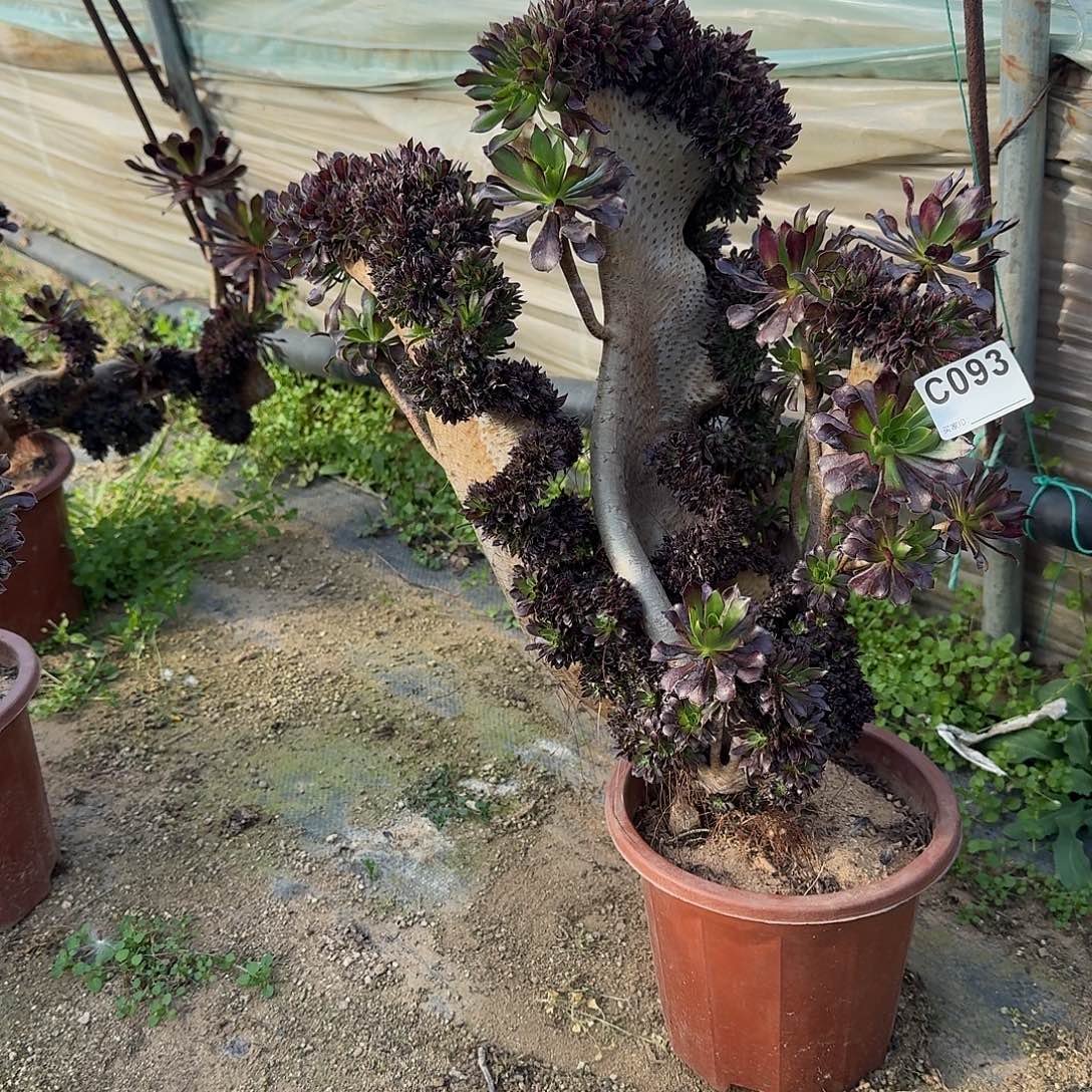 093黑法师一颗呀呀