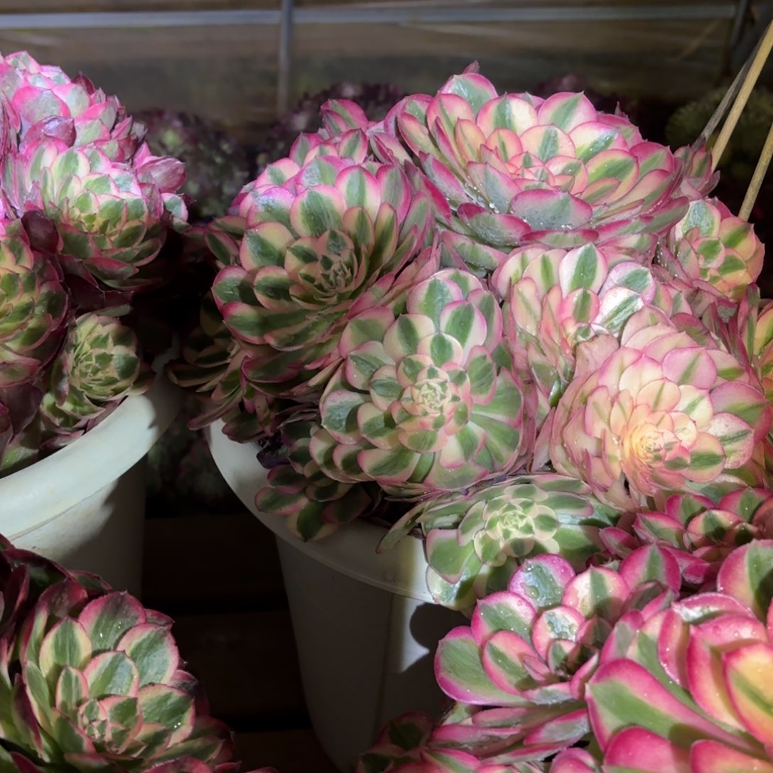 懒***~云南多肉植物倾城