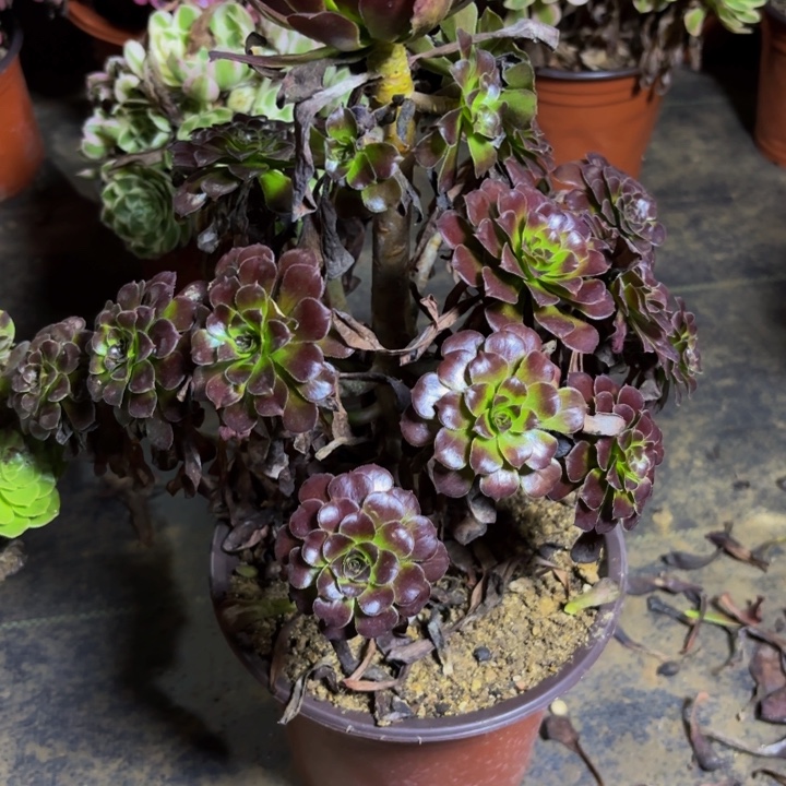 瑞妈多肉园艺666墨瞳