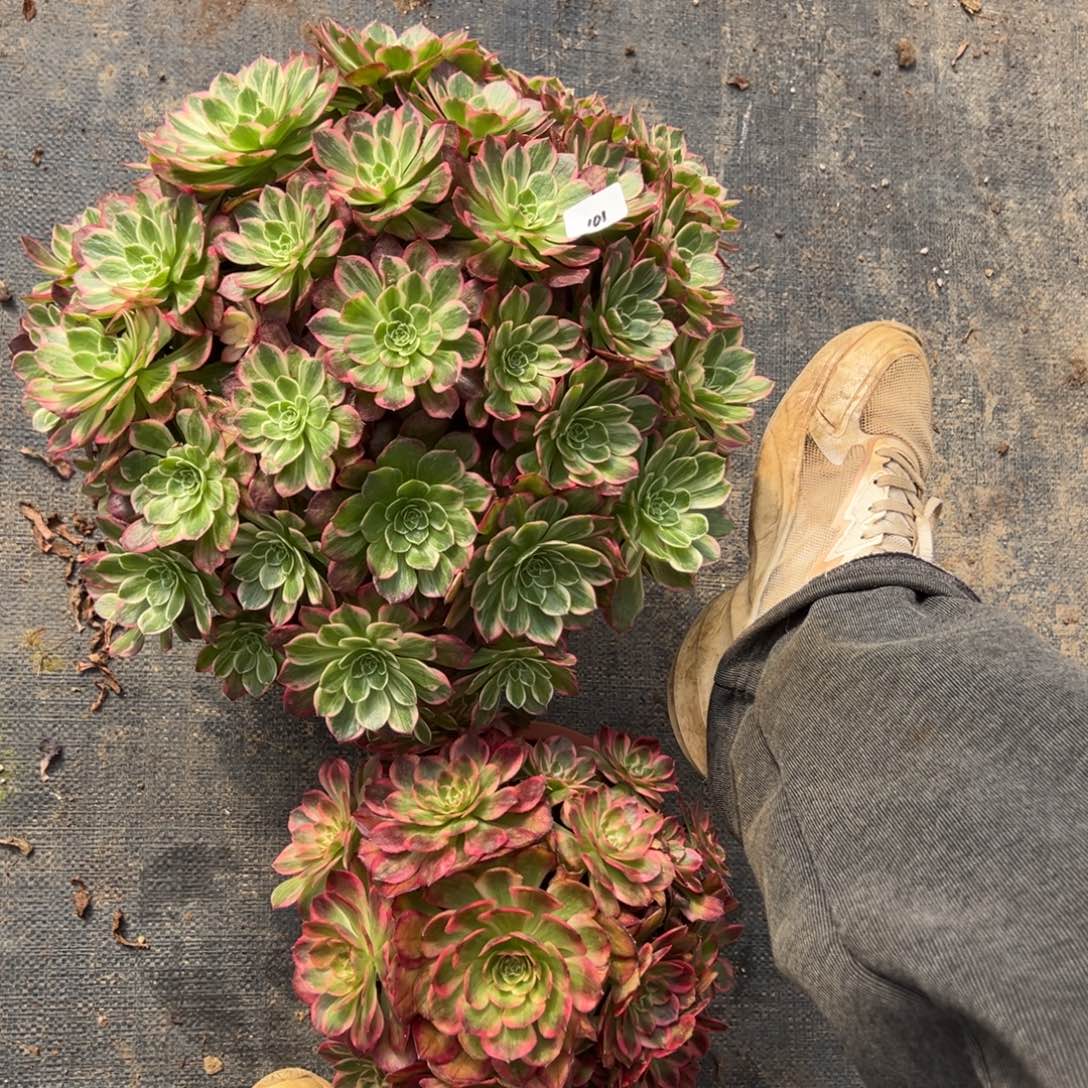 11万花筒多肉嘻嘻嘻