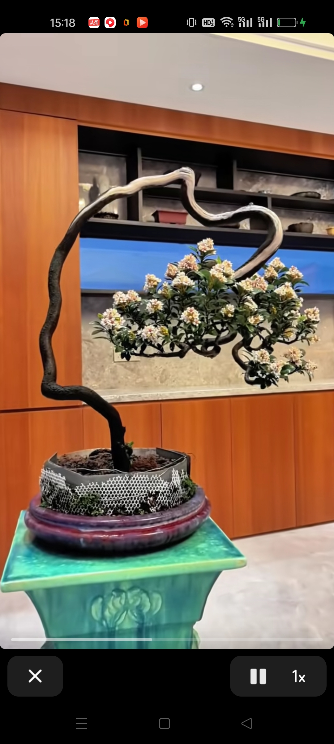 盆景树桩室内绿植黑骨茶耐寒驱蚊盆栽