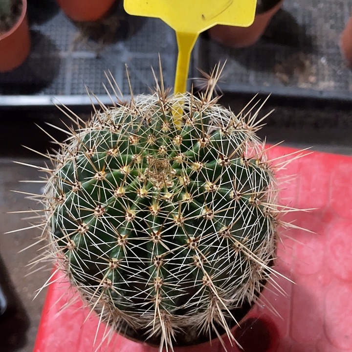 绿***茶实生彩草狂刺带盆土发货