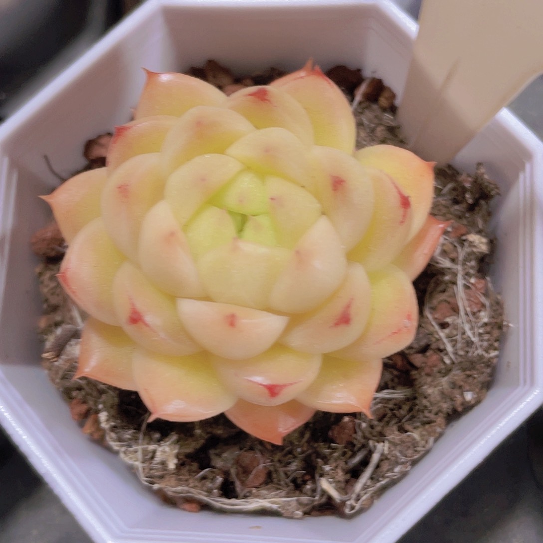 麦秆a097一物一拍