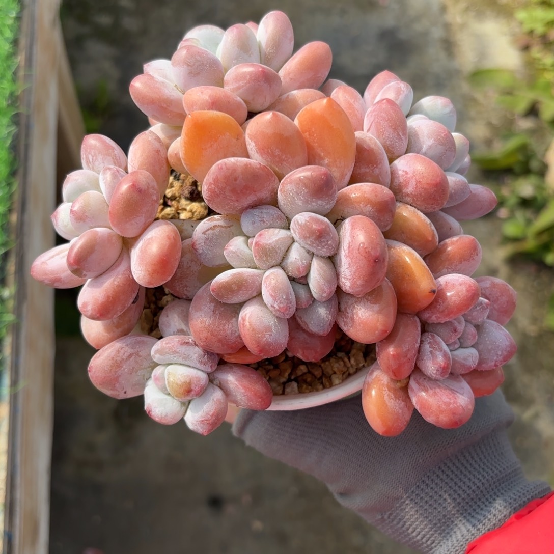 香水多肉888888888888